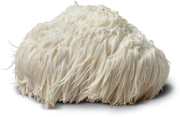 juba de leão lion's mane foco memória