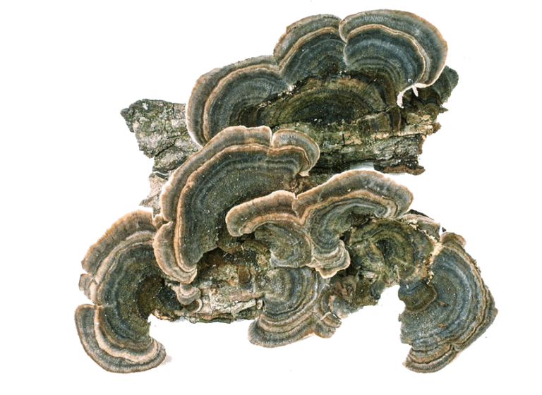 cauda de peru trametes versicolor