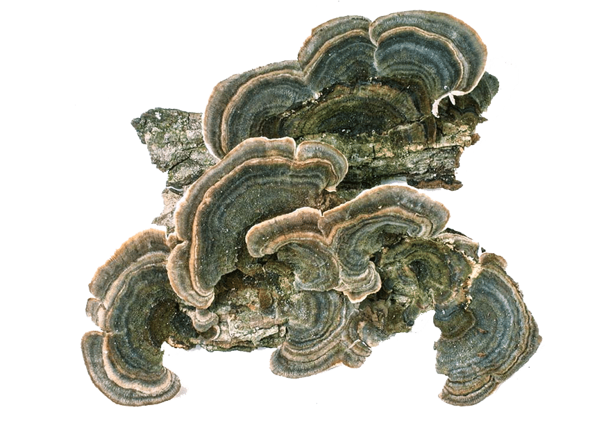 cauda de peru trametes versicolor