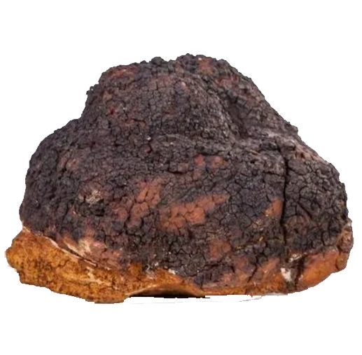 chaga inonotus obliquus