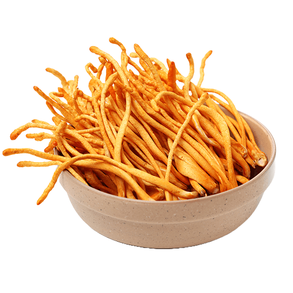 cordyceps militaris fungo zumbi