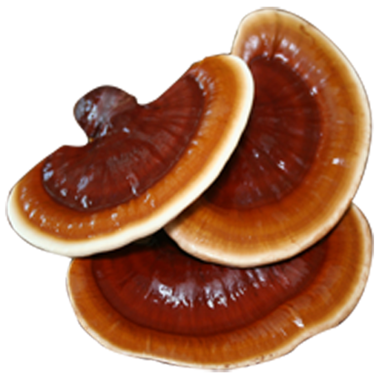 Reishi Ganoderma Lucidum