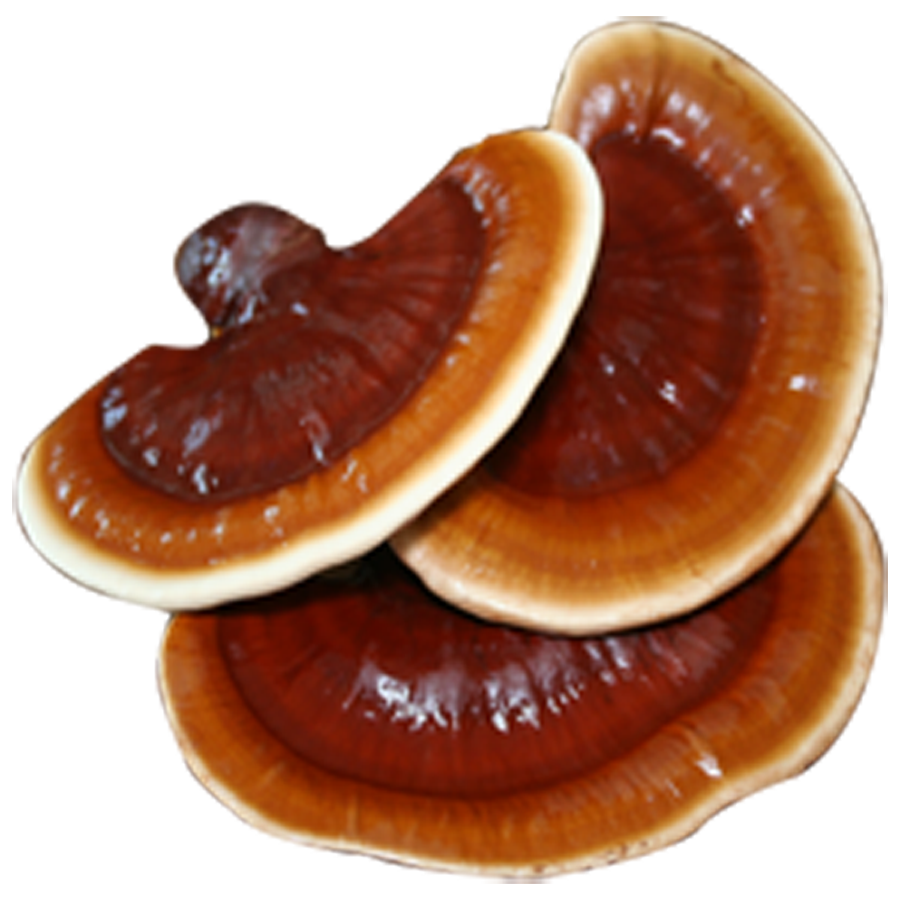 Reishi Ganoderma Lucidum